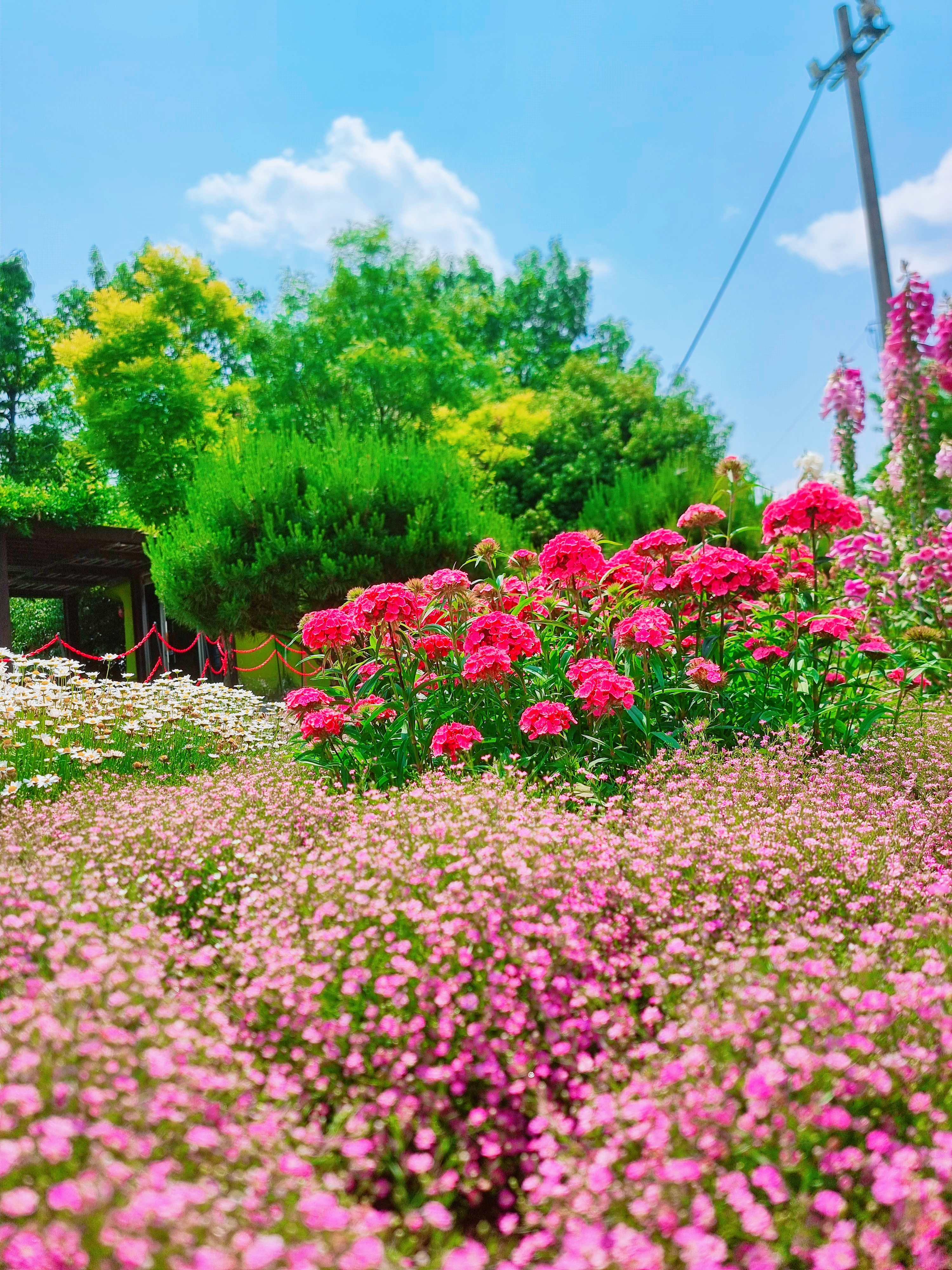 곡성 기차마을 장미공원 사진