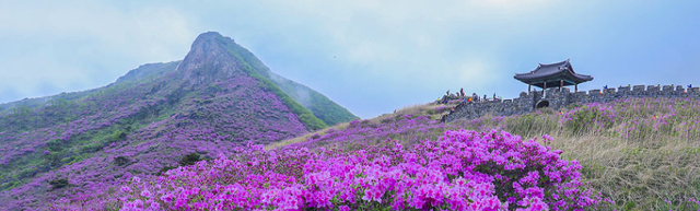 산청황매산 철쭉제