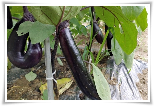 텃밭 "6월에 심기 좋은 작물" 지금 심으면 쑥쑥 자라는 여름 작물 추천!