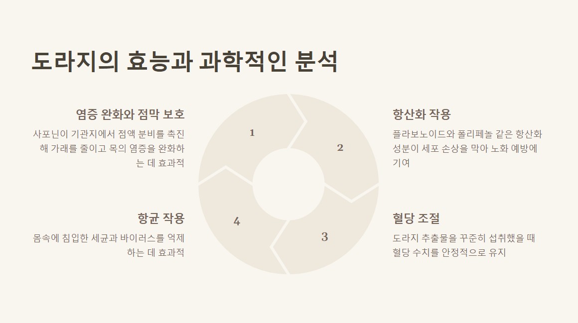 3. 도라지의 효능과 과학적인 분석
