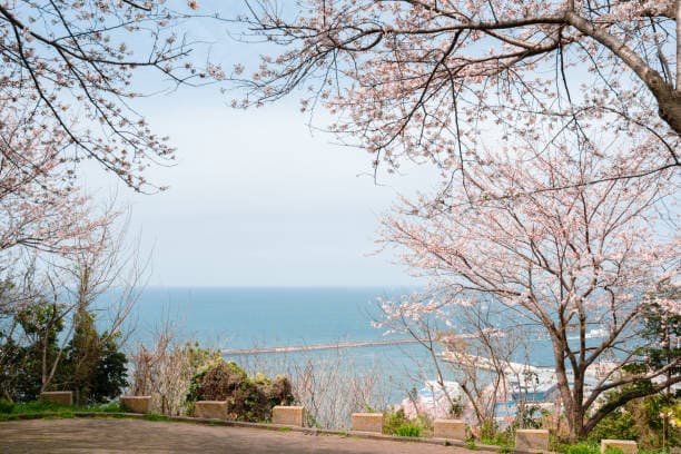 한국 벚꽃 개화 시기