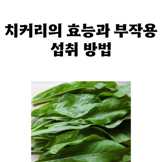 치커리의 효능과 부작용 및 섭취 방법