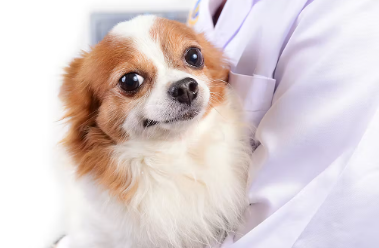 반려견의 종양을 조기 발견하기 위해 주인이 할 수 있는 일.