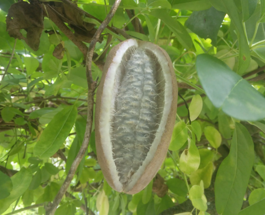 으름 열매 덩굴 나무 효능 부작용