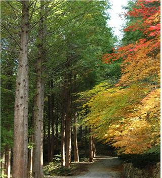 장태산 자연휴양림