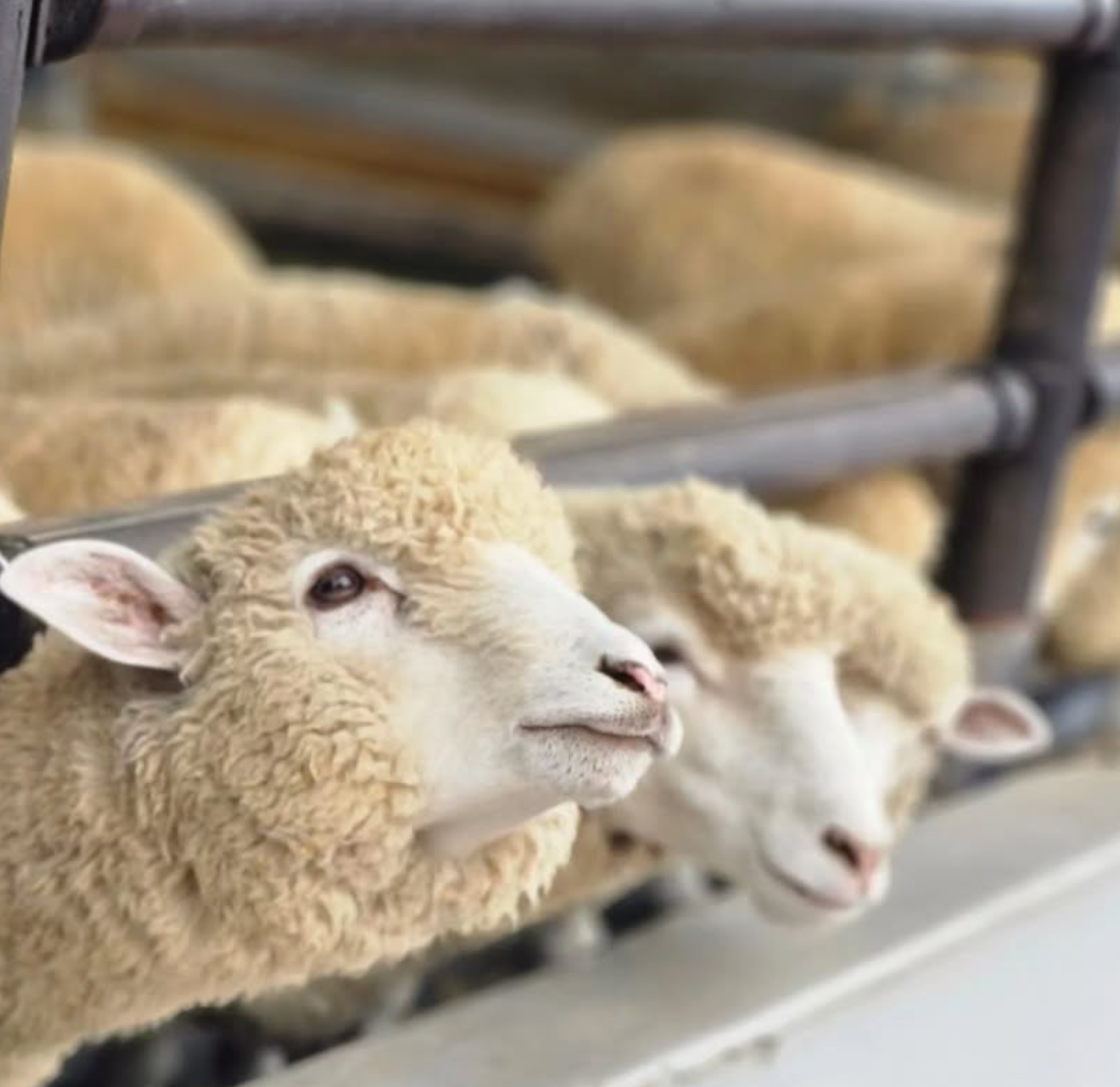 숲소리공원 먹이주기 체험