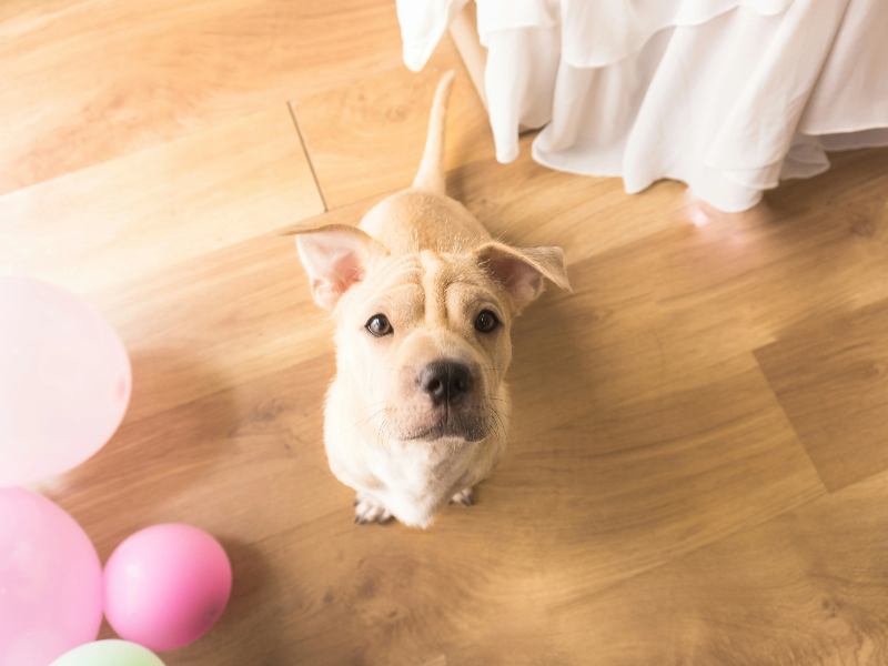 풍선옆의 강아지