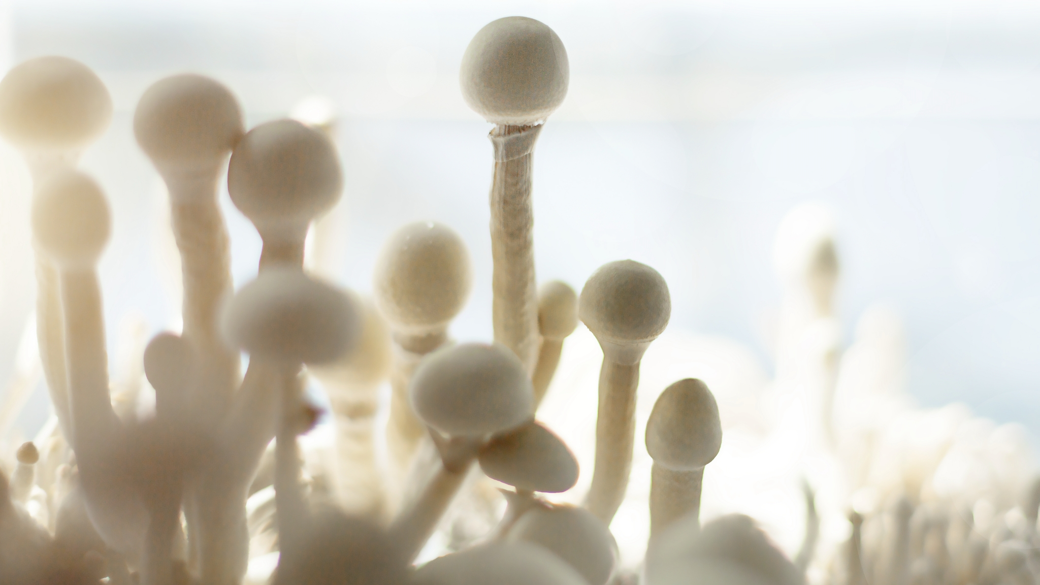 팽이버섯 고르고 보관하는 방법