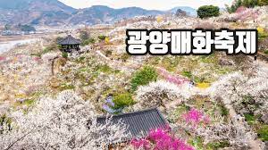 광양매화축제