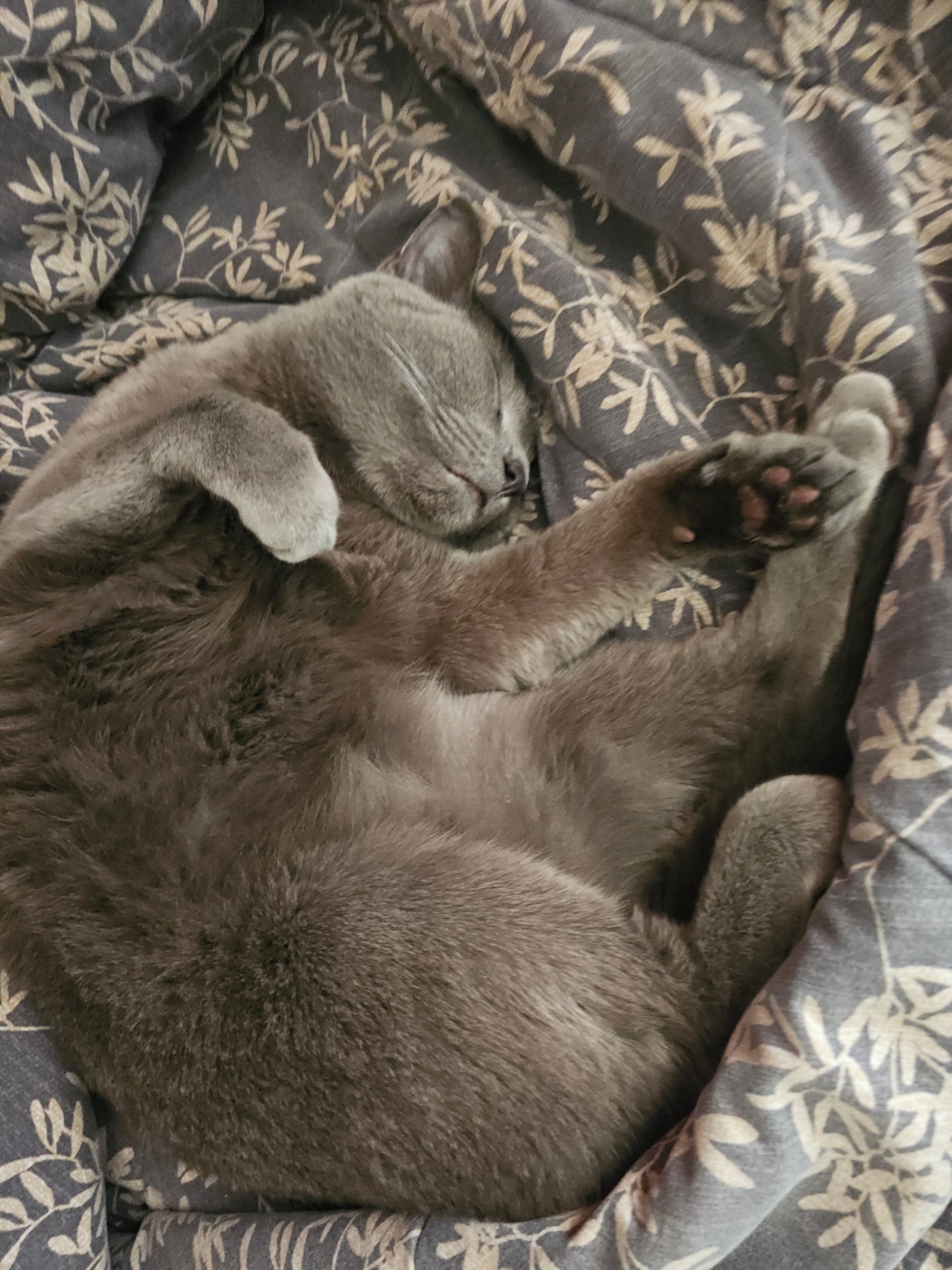 고양이 뒷다리 마비