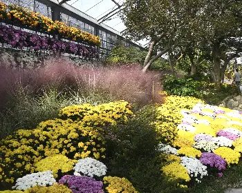 함평 국화축제_23