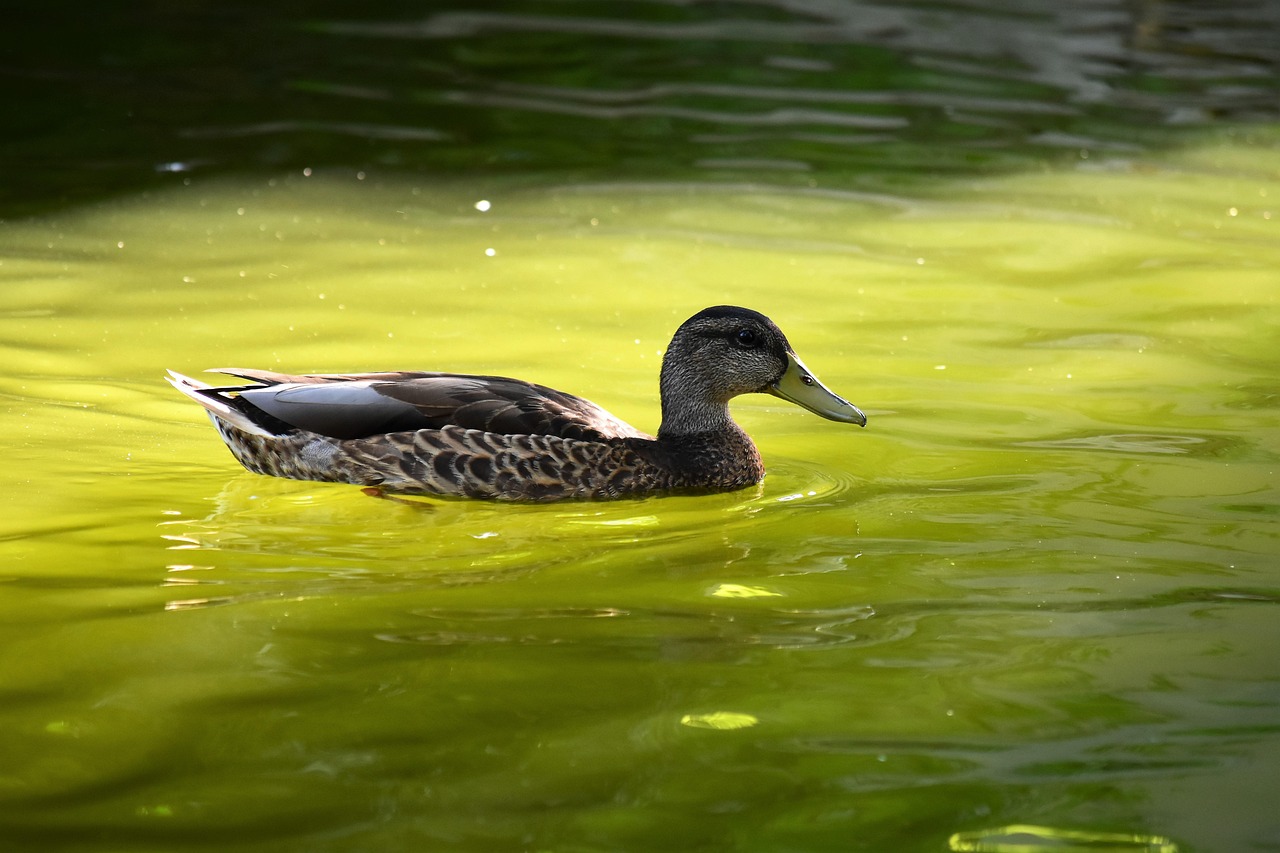 2025 실수령액 계산기