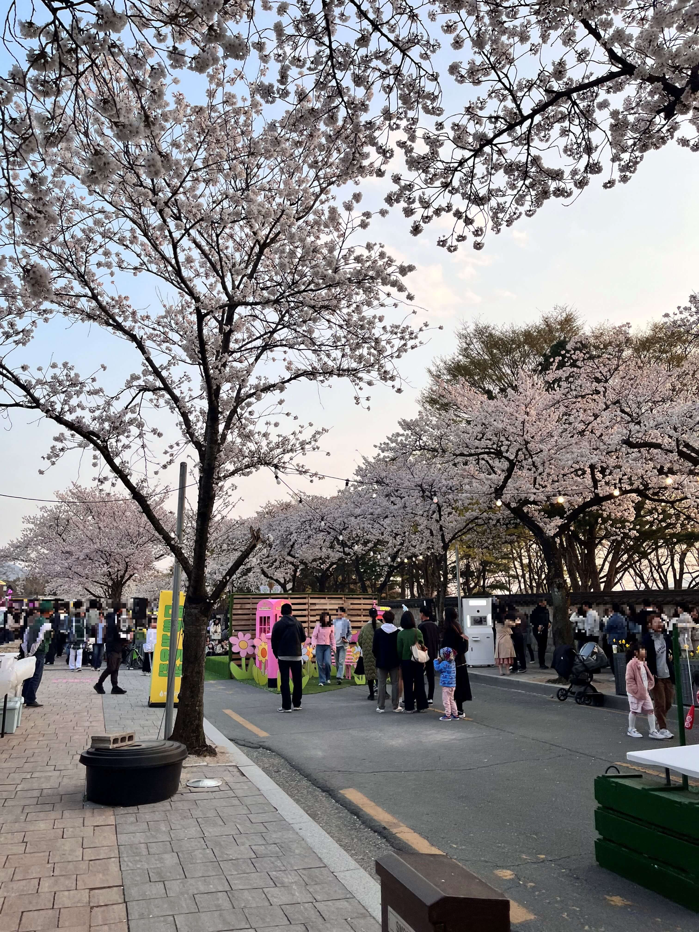 대릉원 돌담길에서 벚꽃구경