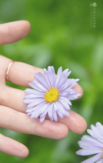 경기도 가평의 대표적인 수목원 아침고요수목원의 눈부신 가을 행사중 하나인 국화전시회에서 가을의 추운날씨속에서도 피어나는 국화의 강인함과 꽃의 아름다움을 만끽할수있다