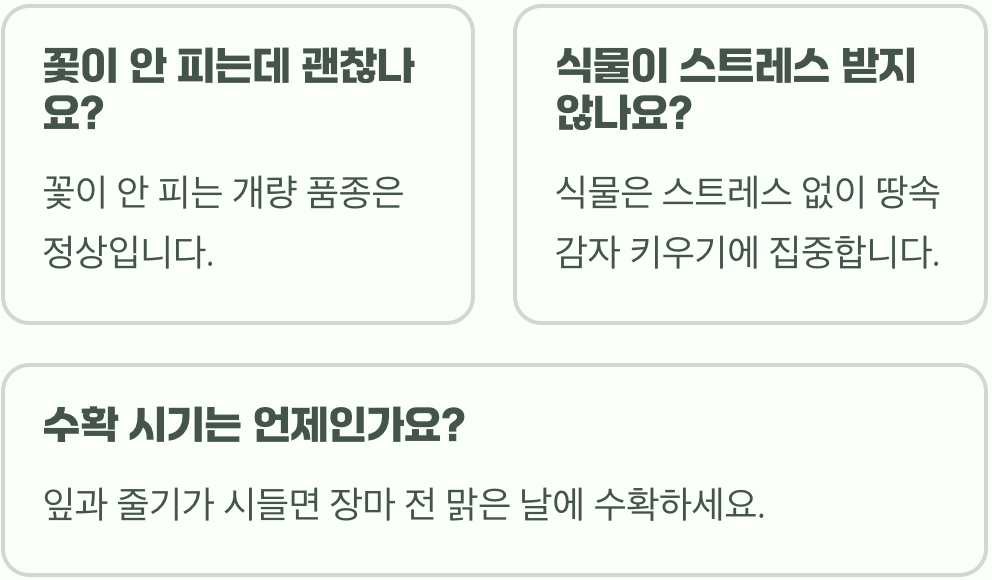 주말농장 필독! 감자 수확량 2배로 늘리는 감자꽃 따주기, 정말 효과 있을까?