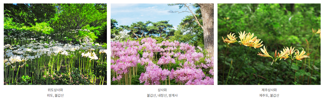 불갑산 상사화
