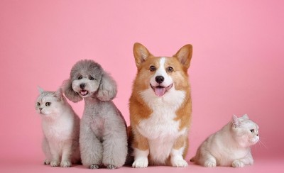 반려동물 입양과 구매의 차이점