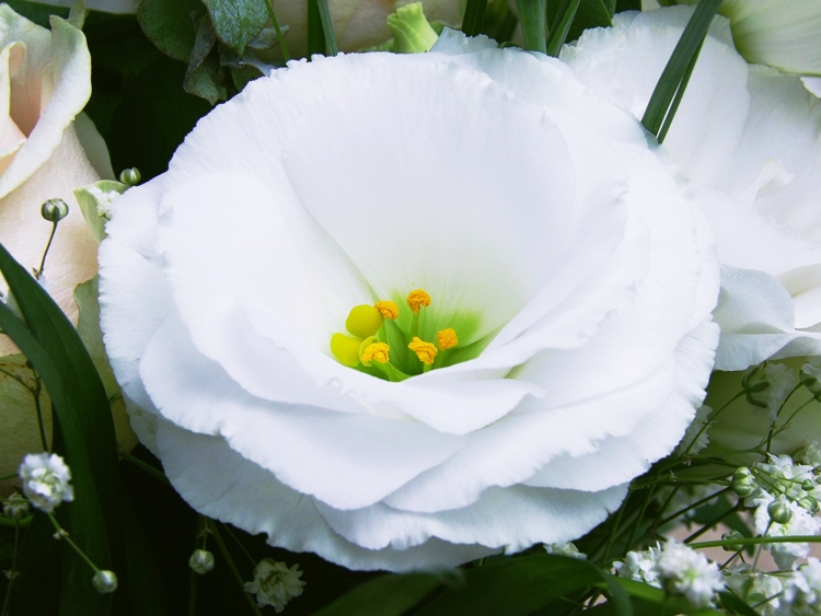 하얀 리시안셔스