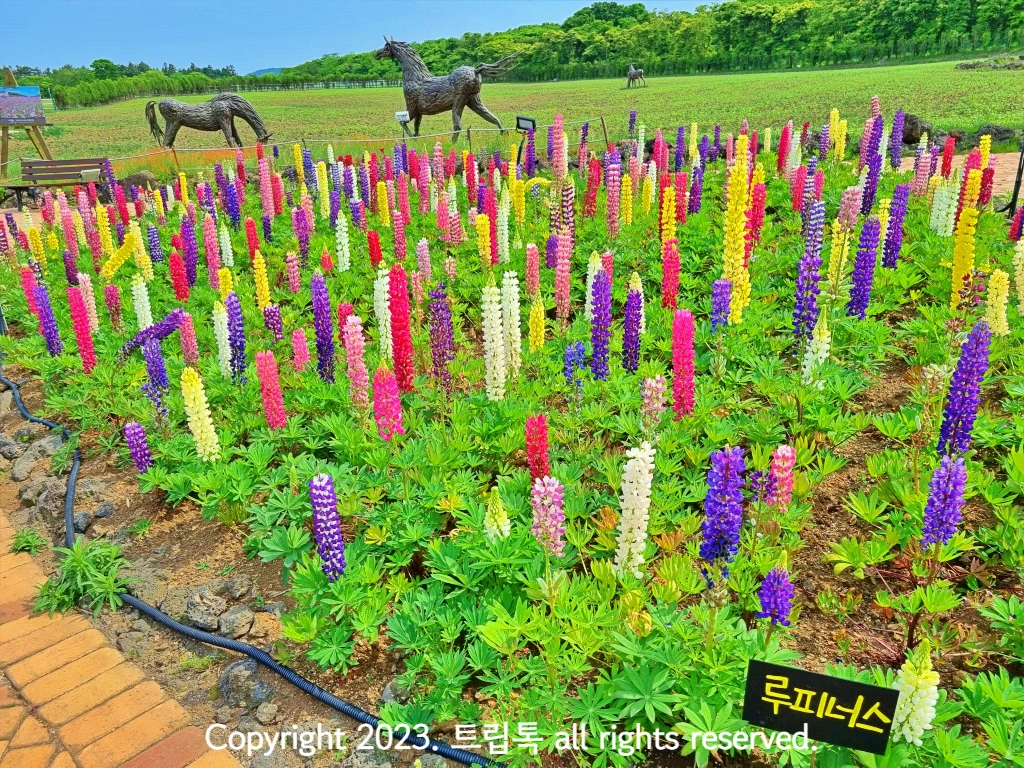 루피너스라는 보라색&amp;#44; 분홍생하얀색&amp;#44; 노란색 길쭉한 꽃이 빼곡히 피어있다