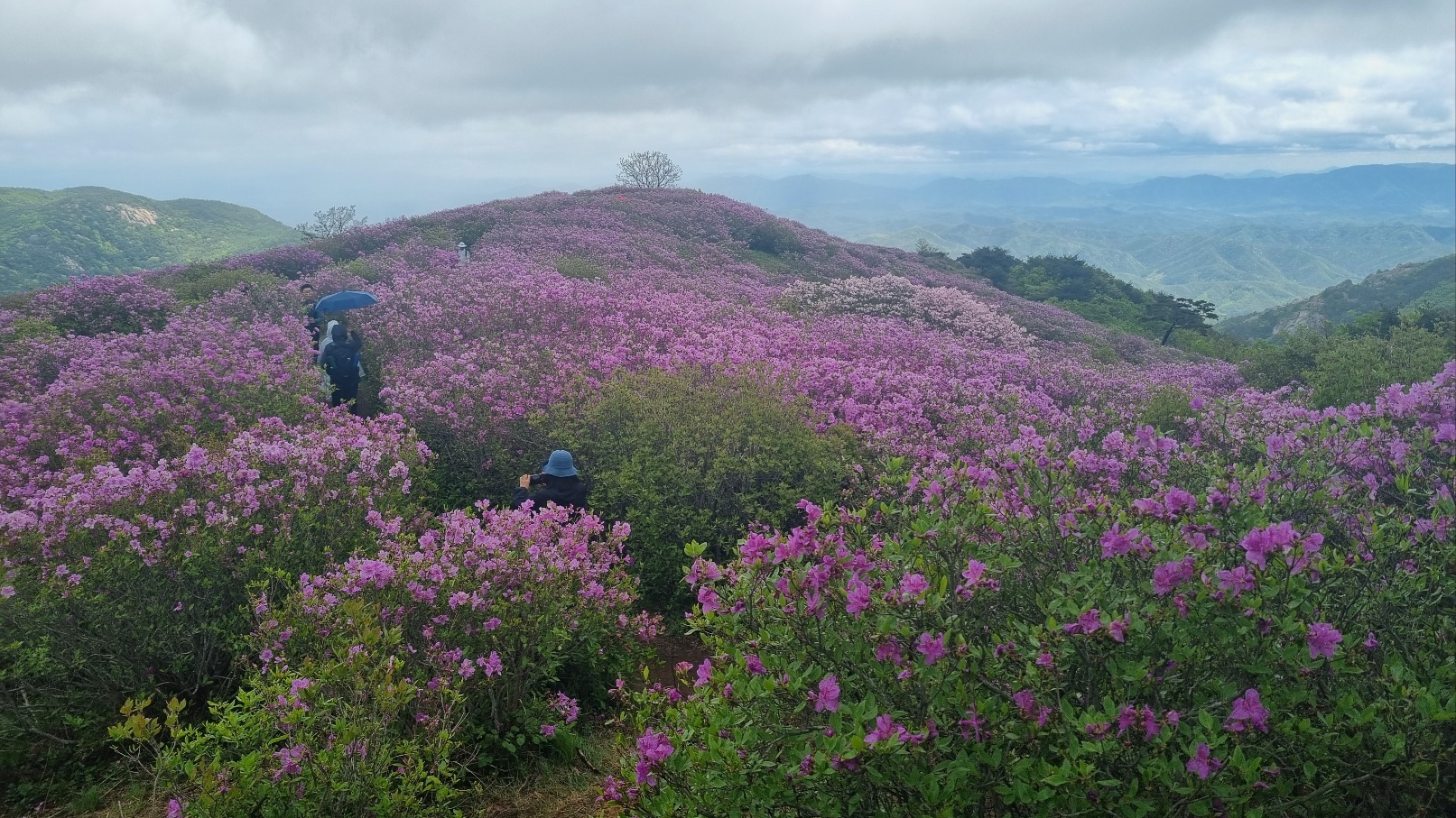 합천 황매산 철쭉11