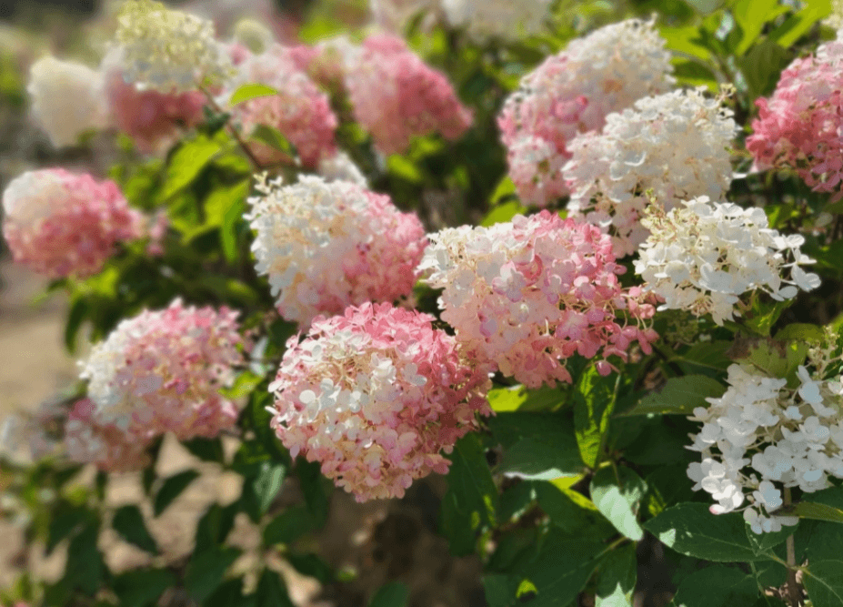 6월 국내여행지 추천 철도&amp;#44;항공권&amp;#44;렌트카 할인 최대50% 받는 방법