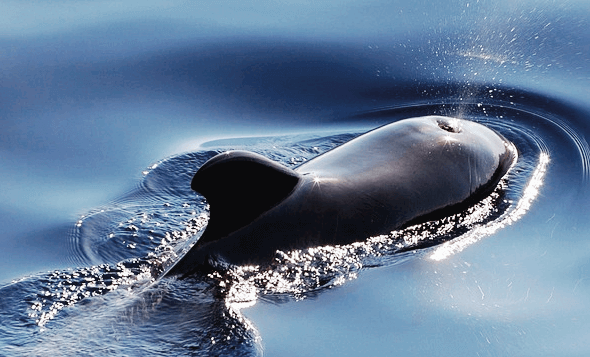 바다에 큰 고래가 떠 있다. 머리 숨구멍에서는 물이 솟아오른다.
