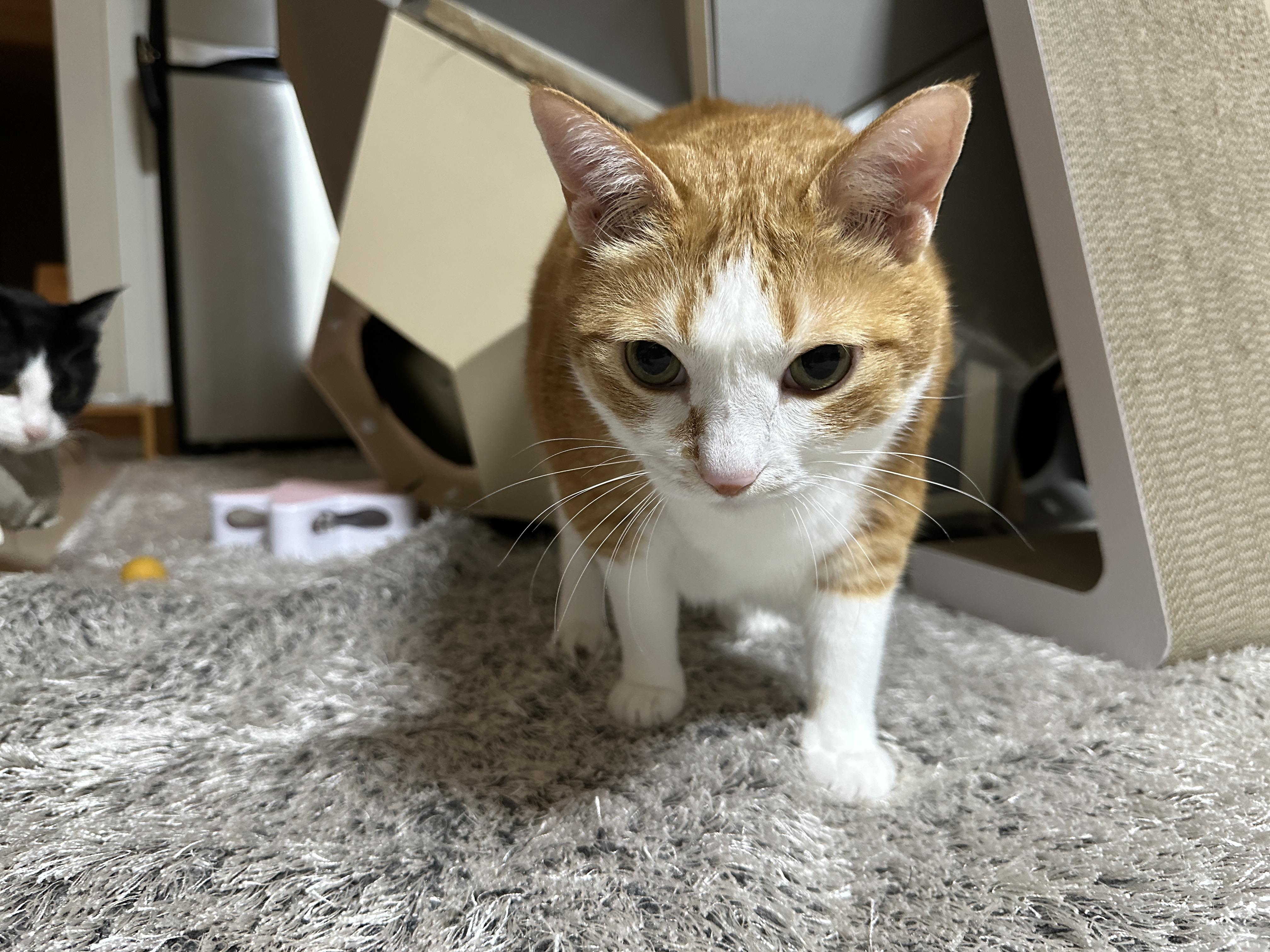 사냥꾼_눈빛을_한껏_장착한_용맹한_치즈냥이_호야