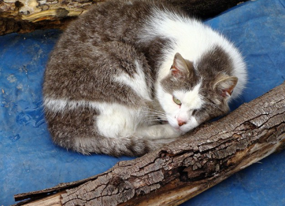 동글동글한 고양이.
