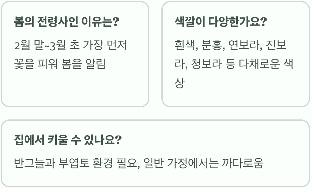 노루귀꽃 꽃말과 상징적 의미 총정리