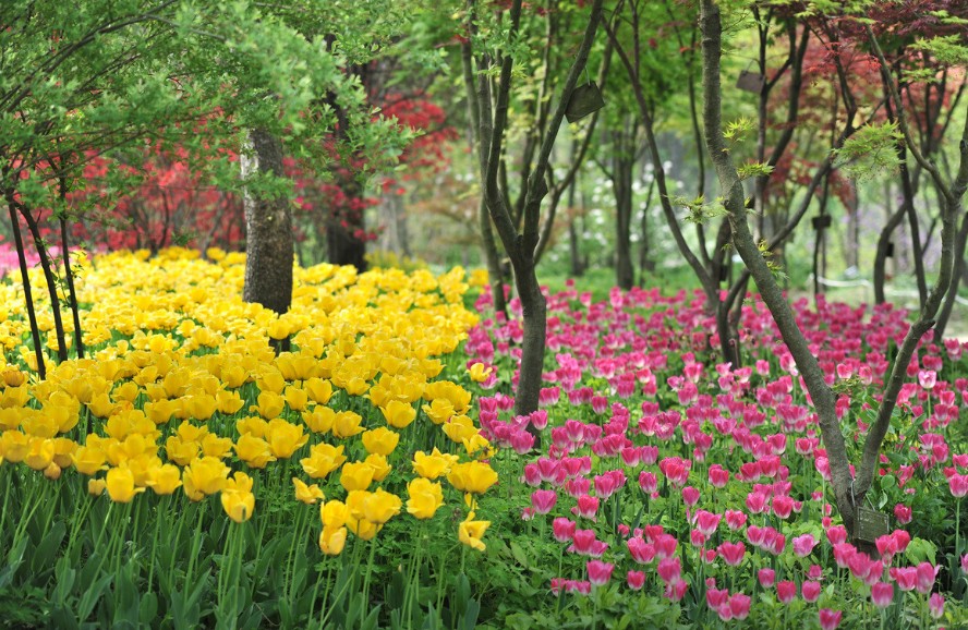 한택식물에서 볼 수 있는 꽃