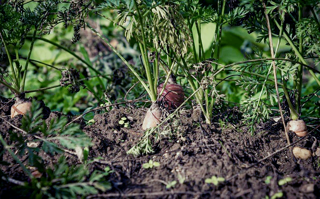가을 당근 수확시기
