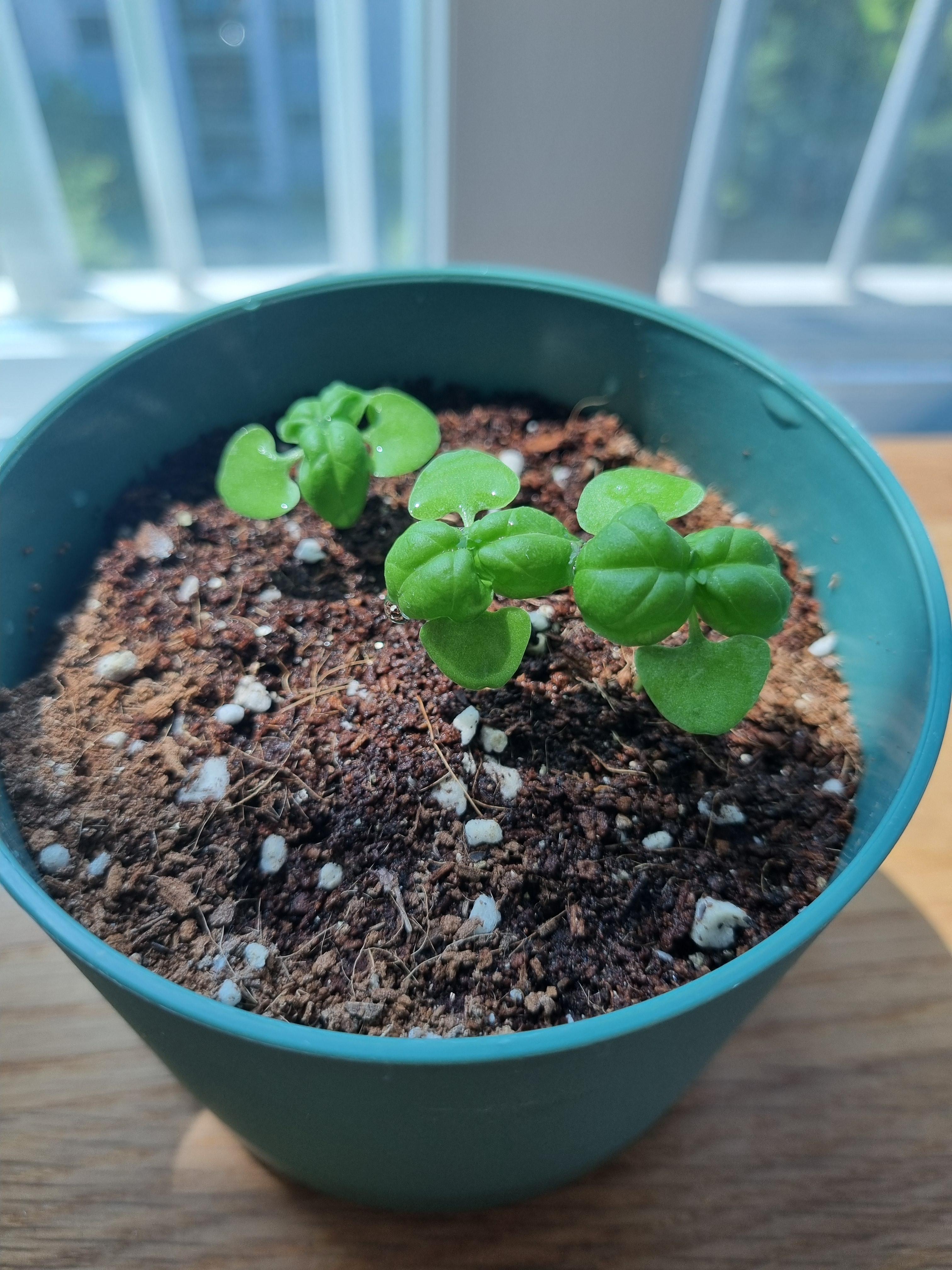 다이소 바질 본잎 성장