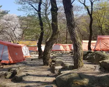 서울대공원 캠핑장_10