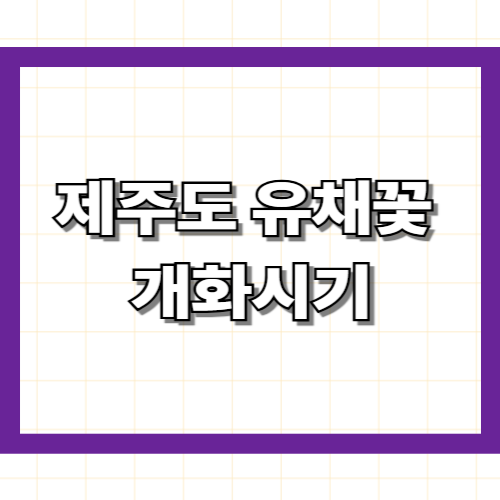 제주도 유채꽃 개화시기