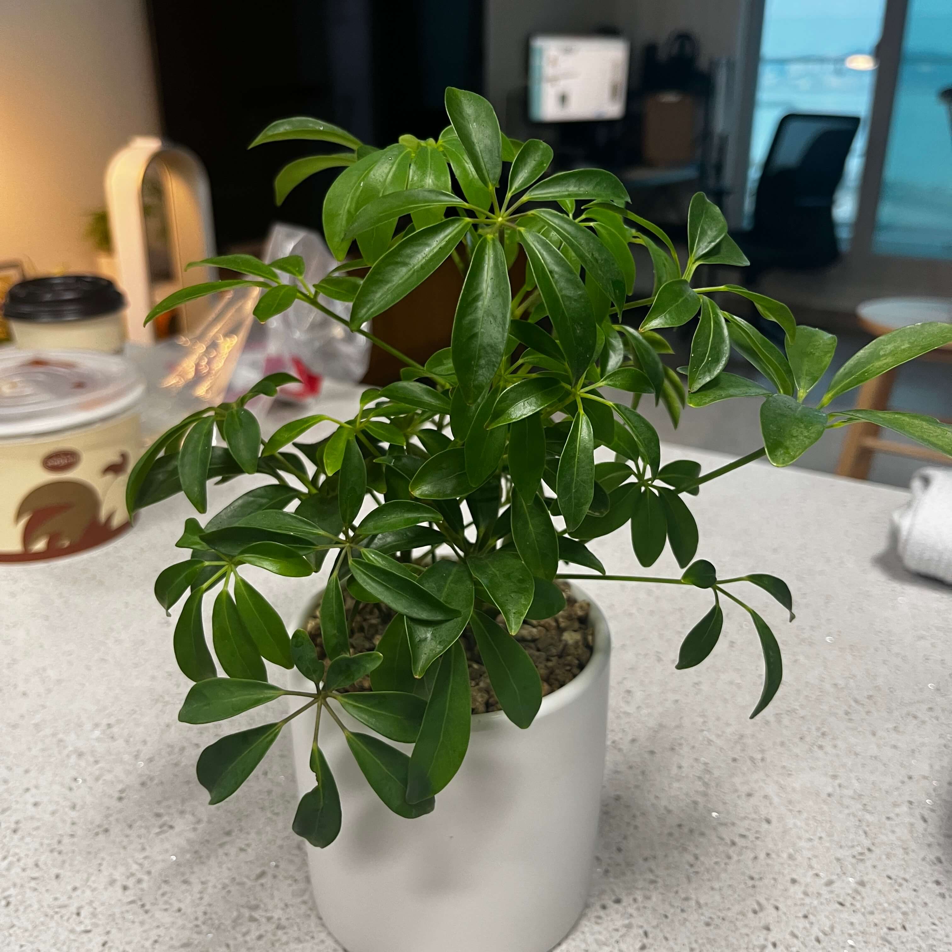 홍콩야자