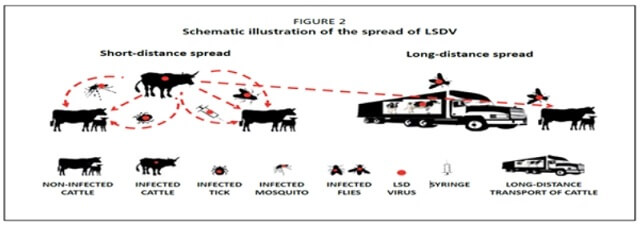 럼피스킨-발생현황-전파경로-그림