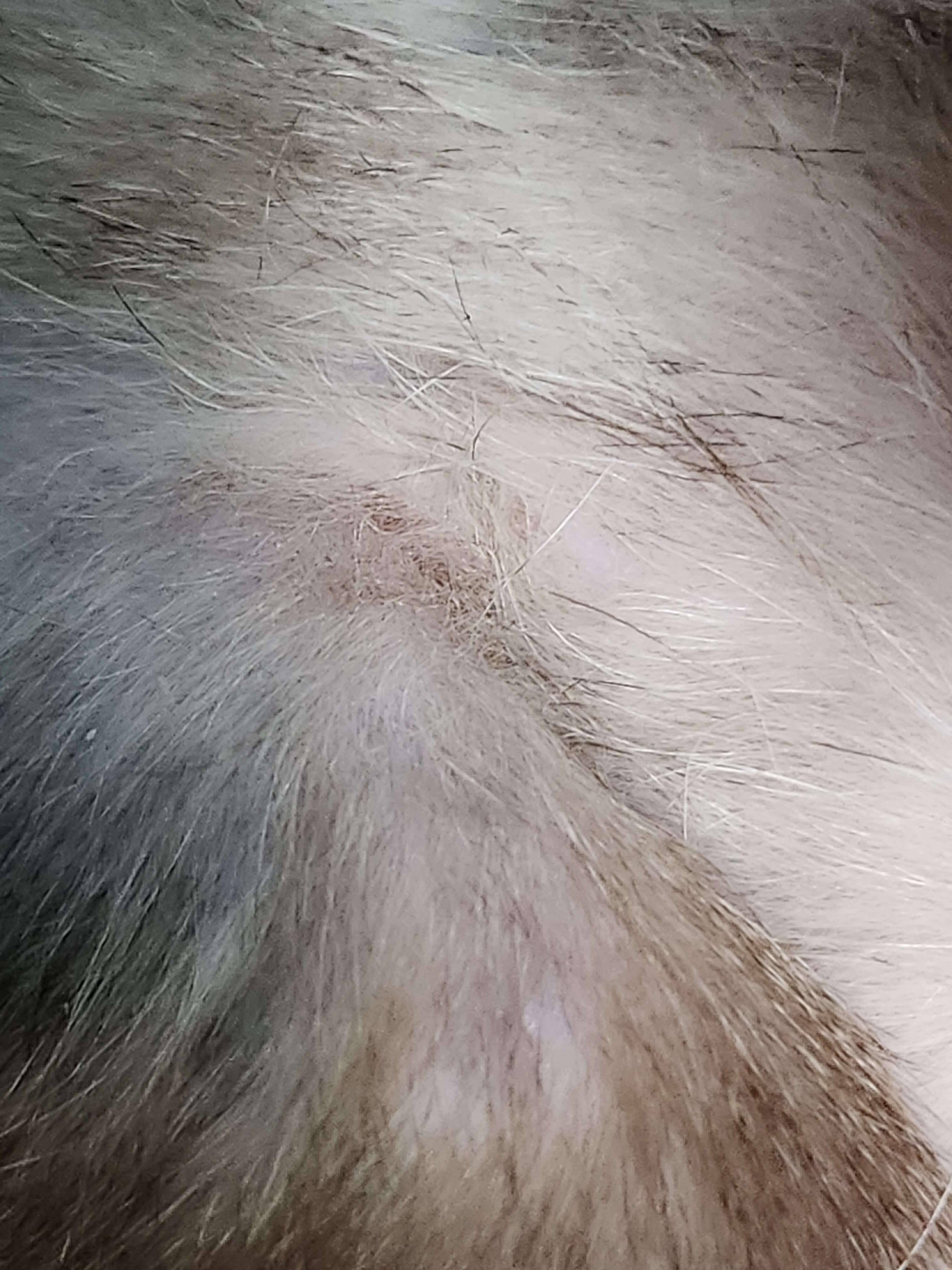 알레르기성 피부 질환의 모든 것: 고양이가 가려워하는 진짜 이유