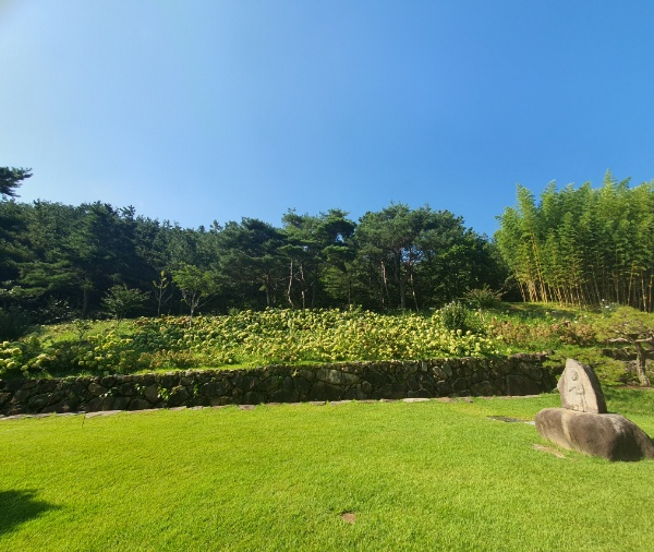 수선사 수국