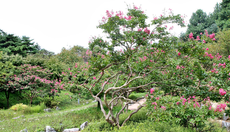 당진 삼선산수목원