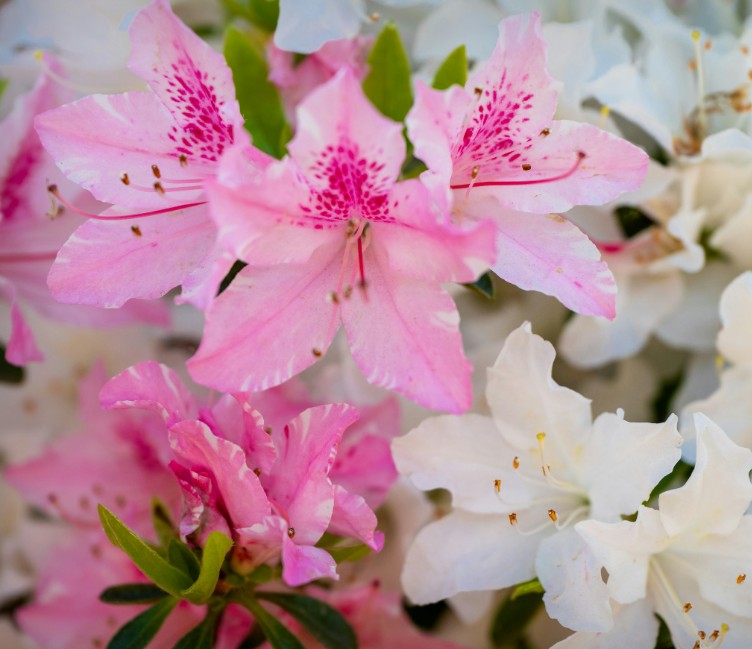 2025 단양 소백산 철쭉제: 봄의 절정을 만나는 시간