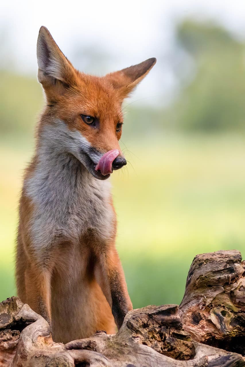 혈당이 내려갈 때 증상(저혈당)