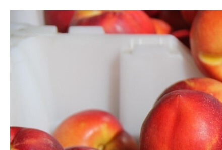 천도복숭아효능