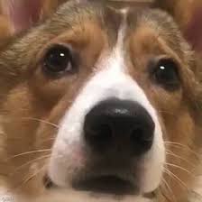 바라보는 강아지 눈 사진