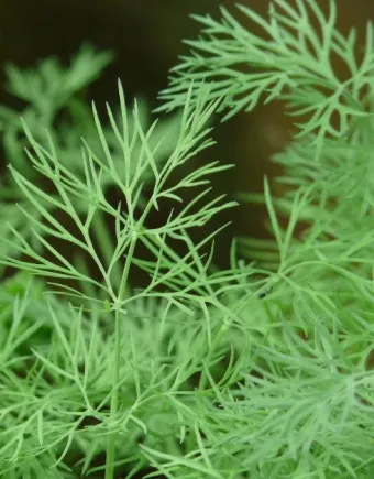 딜 재배 파종 간격 화분 키우기 잎과 씨앗 활용_8