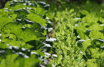 가격 비교&amp;#44; 괴산 절임배추 20kg 직거래로 최저가 예약 1