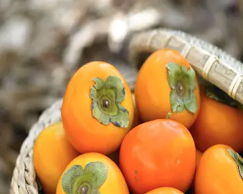 청도 반시축제_11