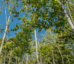3. 화담숲 예약 양도 방법