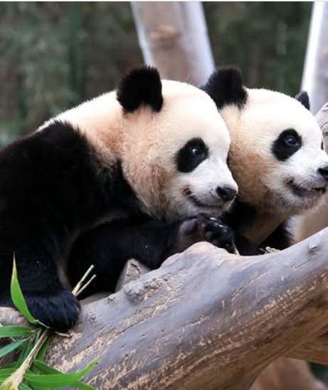 에버랜드 튤립축제 후기|입장료, 할인, 주차, 꿀팁까지 완벽가이드