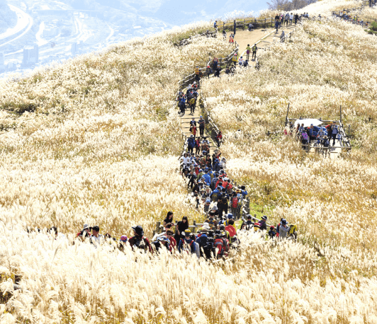 민둥산 억새축제 완벽 등산코스