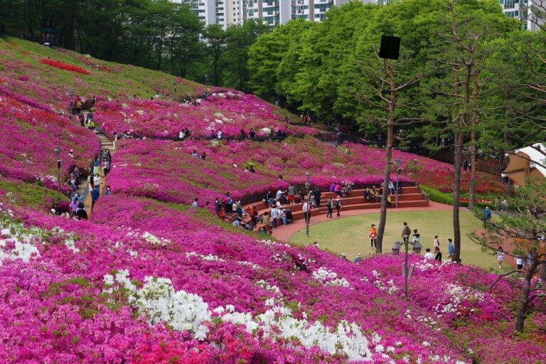 군포철쭉동산사진